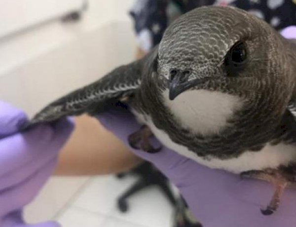 Ebabil Kuşlarına Belediye Sahip Çıktı